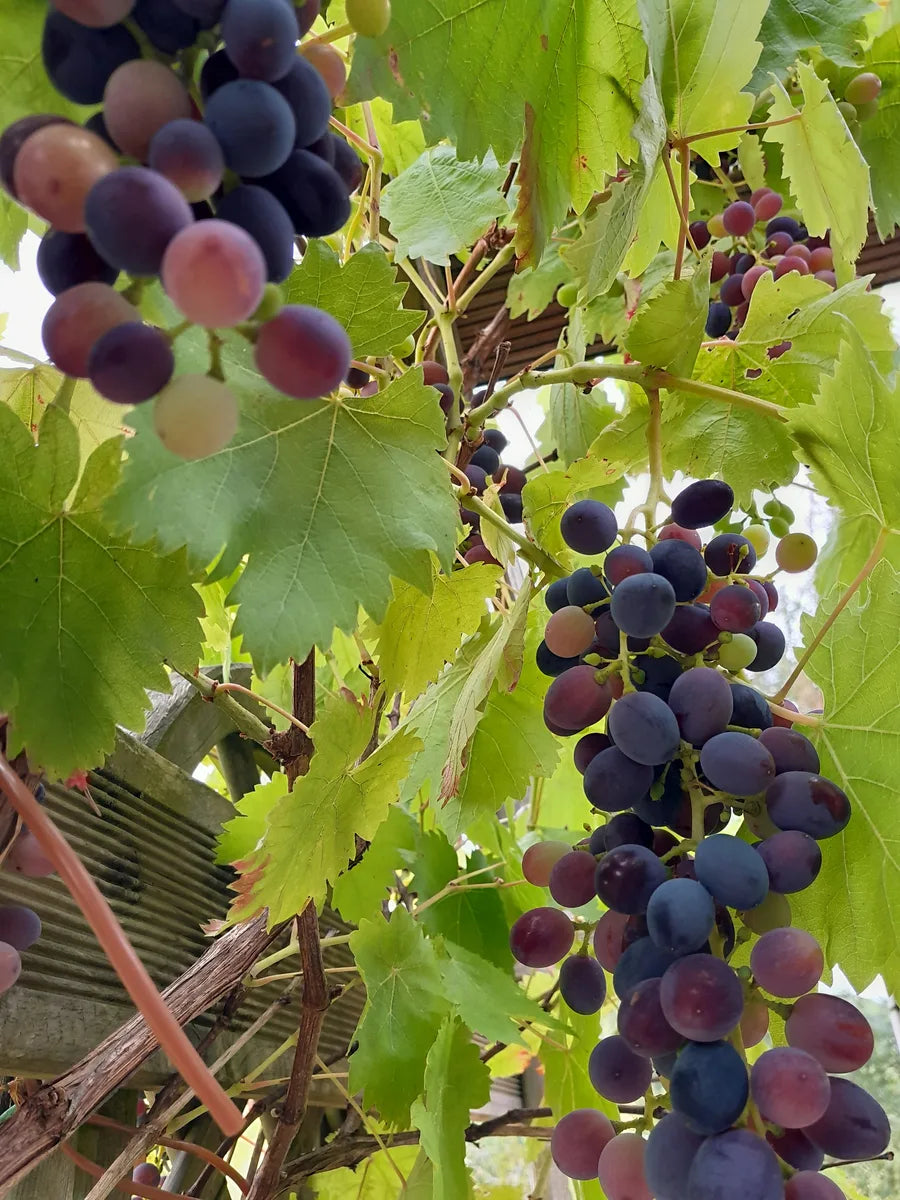 Reife blaue Weintrauben an der Pergola auf Foodtureland Openier