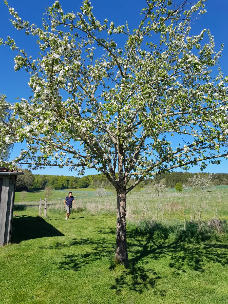 Blühender Obstbaum zur Blütezeit auf der Streuobstwiese Foodtureland