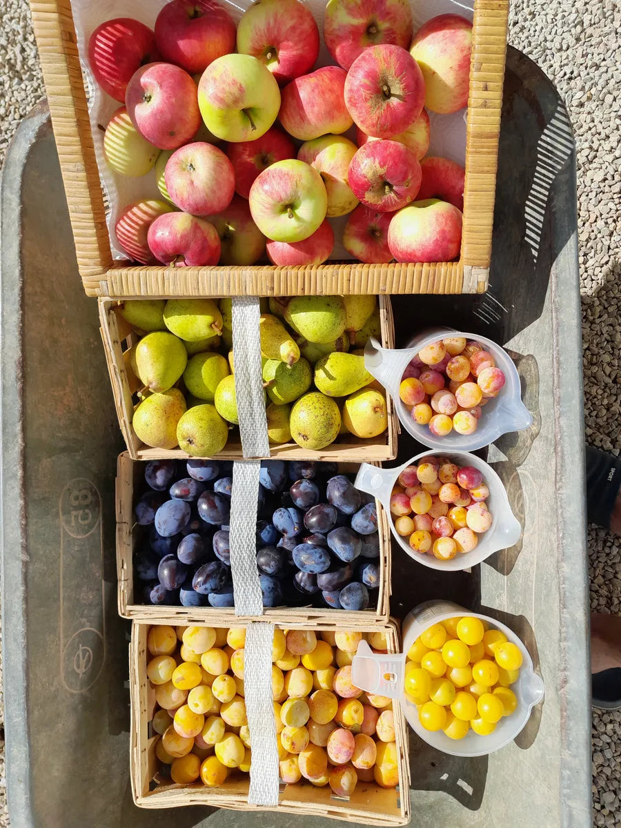Erntekorb mit Äpfeln, Zwetschgen und Mirabellen von der Streuobstwiese Foodtureland