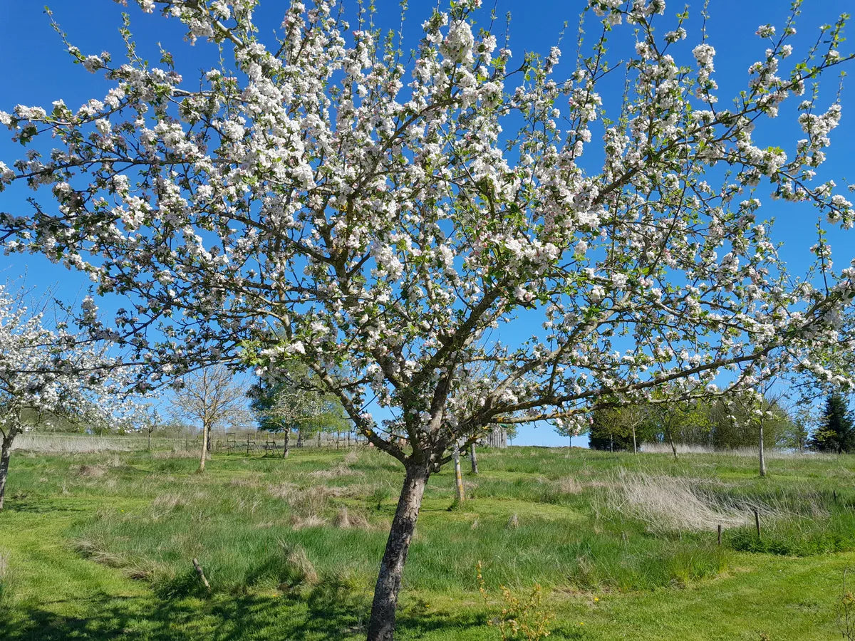 Blühender Apfelbaum auf der Streuobstwiese Foodtureland Openier im Frühling