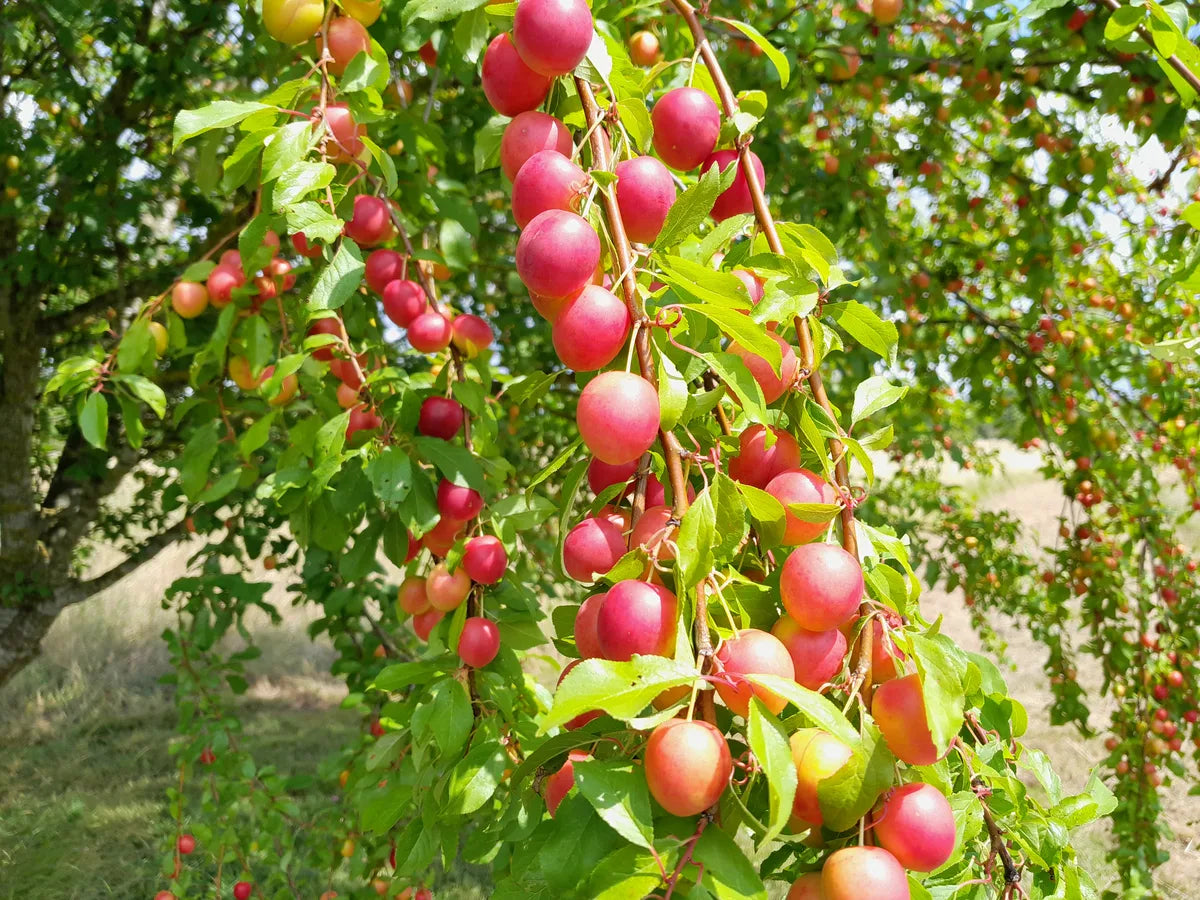 Reife rote Mirabellen am Zweig auf der Streuobstwiese Foodtureland
