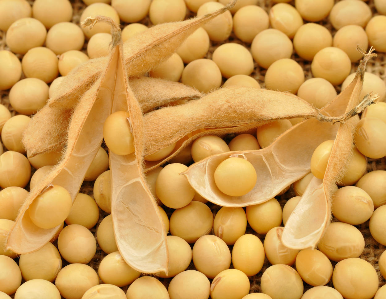 Sojabohnen – pflanzliche Proteinquelle für veganen Bio-Fleischersatz