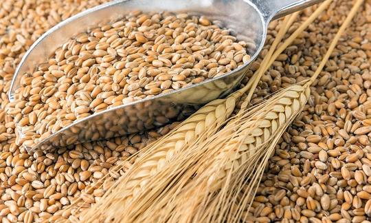 Weizenkörner – Basis für veganes Bio-Vleisch aus KIVEGAN DRYMIX